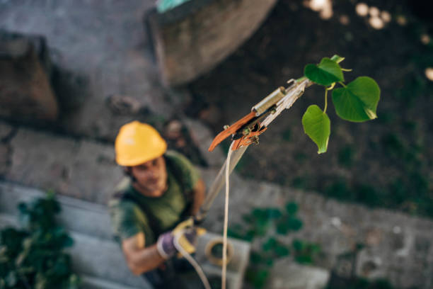 The Steps Involved in Our Tree Care Process in Madison, WV